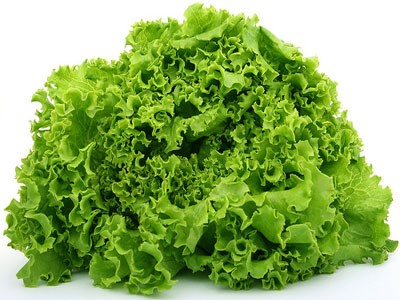 Lolo lettuce
